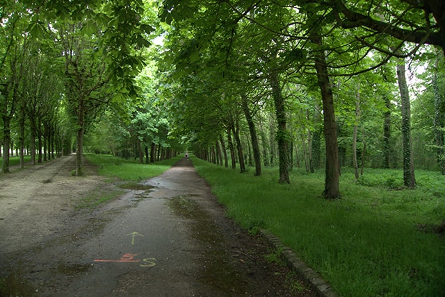 Take a peaceful walk through the forrest. 