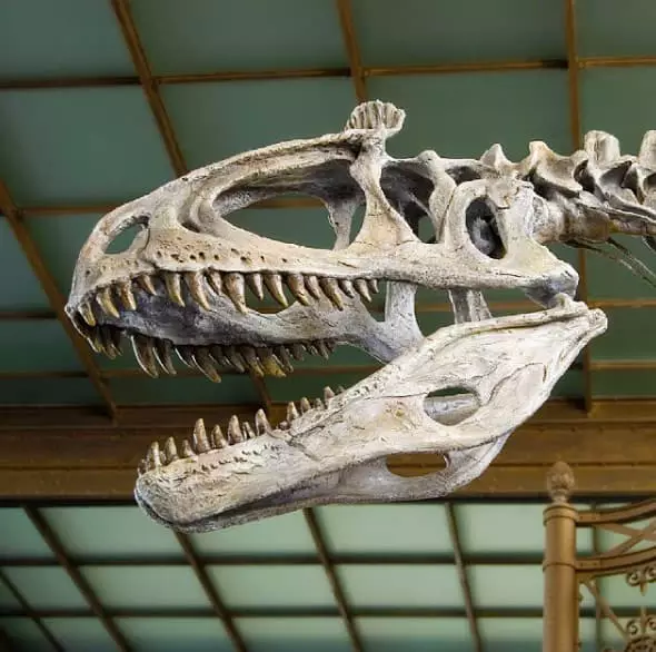 dinosaur museum Brussels