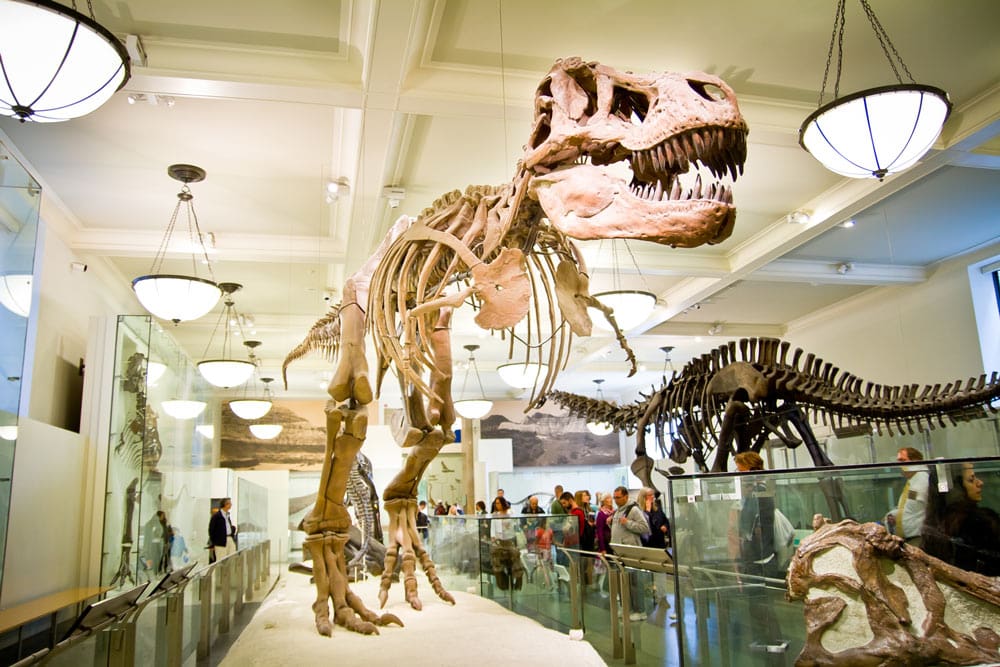 American Museum of Natural History | Things to do in NYC